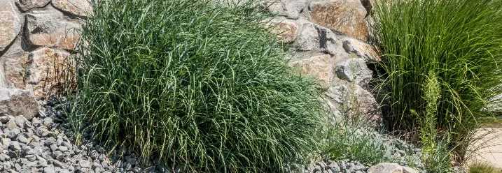 Ziergräser an Steinwand